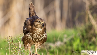 Common Buzzard - Buteo buteo - Şahin