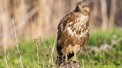 Common Buzzard - Buteo buteo - Şahin