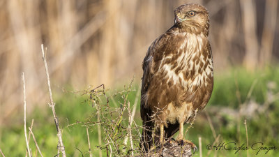 Common Buzzard - Buteo buteo - Şahin