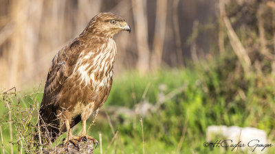 Common Buzzard - Buteo buteo - Şahin
