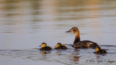 Ferruginous Duck - Aythya nyroca - Pasbaş patka
