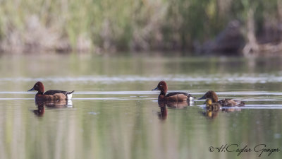 Ferruginous Duck - Aythya nyroca - Pasbaş patka