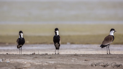 Spur-winged Lapwing - Vanellus spinosus - Mahmuzlu kızkuşu