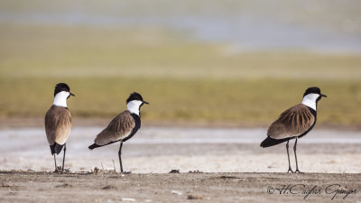 Spur-winged Lapwing - Vanellus spinosus - Mahmuzlu kızkuşu