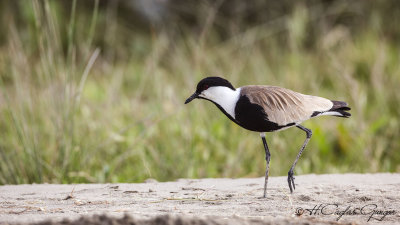 Spur-winged Lapwing - Vanellus spinosus - Mahmuzlu kızkuşu