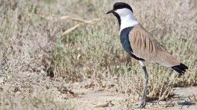 Spur-winged Lapwing - Vanellus spinosus - Mahmuzlu kızkuşu