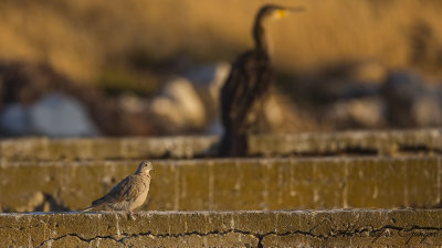 Eurasian Collared Dove - Streptopelia decaocto - Kumru