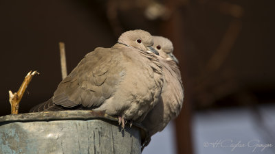 Eurasian Collared Dove - Streptopelia decaocto - Kumru