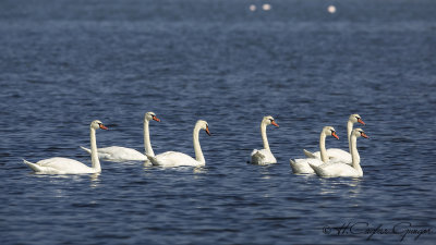 Mute Swan - Cygnus olor - Kuğu