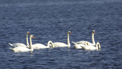 Mute Swan - Cygnus olor - Kuğu