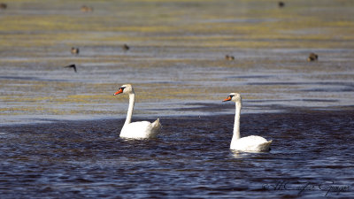 Mute Swan - Cygnus olor - Kuğu