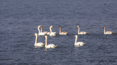 Mute Swan - Cygnus olor - Kuğu