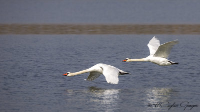 Mute Swan - Cygnus olor - Kuğu