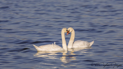 Mute Swan - Cygnus olor - Kuğu