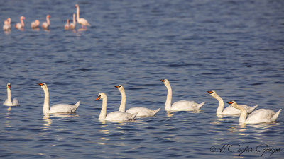 Mute Swan - Cygnus olor - Kuğu