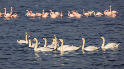 Mute Swan - Cygnus olor - Kuğu