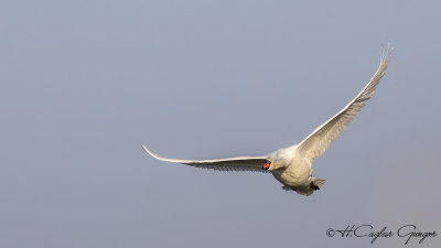 Mute Swan - Cygnus olor - Kuğu