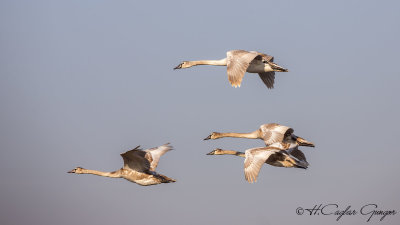 Mute Swan - Cygnus olor - Kuğu