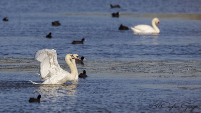 Mute Swan - Cygnus olor - Kuğu