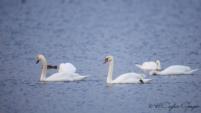 Mute Swan - Cygnus olor - Kuğu