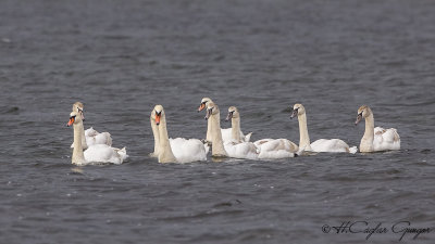 Mute Swan - Cygnus olor - Kuğu