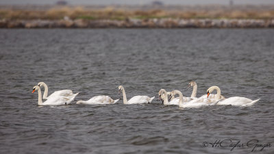 Mute Swan - Cygnus olor - Kuğu