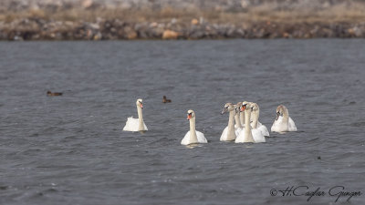 Mute Swan - Cygnus olor - Kuğu