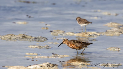 Curlew Sandpiper - Calidris ferruginea - Kızıl kumkuşu