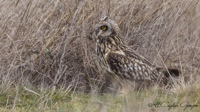 Short-eared Owl - Asio flammeus - Kır baykuşu