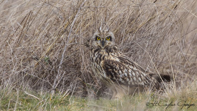 Short-eared Owl - Asio flammeus - Kır baykuşu