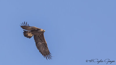 Golden Eagle - Aquila chrysaetos - Kaya kartalı