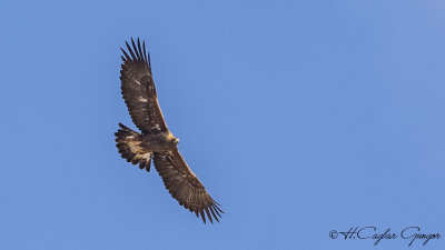 Golden Eagle - Aquila chrysaetos - Kaya kartalı