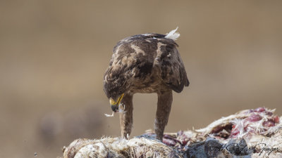 Lesser Spotted Eagle - Clanga pomarina - Küçük orman kartalı