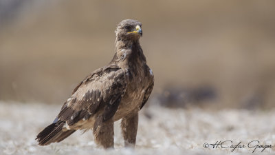 Lesser Spotted Eagle - Clanga pomarina - Küçük orman kartalı