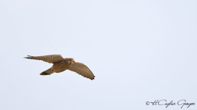 Common Kestrel - Falco tinnunculus - Kerkenez