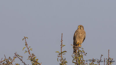 Common Kestrel - Falco tinnunculus - Kerkenez