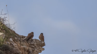 Common Kestrel - Falco tinnunculus - Kerkenez