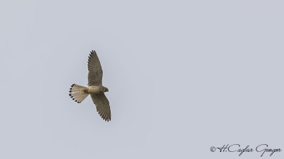 Common Kestrel - Falco tinnunculus - Kerkenez