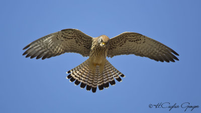 Lesser Kestrel - Falco naumanni - Küçük kerkenez