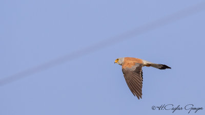 Lesser Kestrel - Falco naumanni - Küçük kerkenez