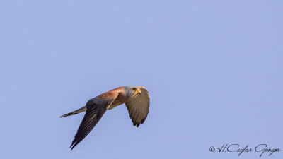 Lesser Kestrel - Falco naumanni - Küçük kerkenez