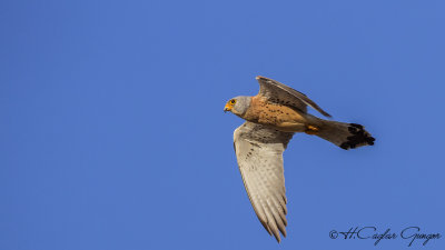 Lesser Kestrel - Falco naumanni - Küçük kerkenez