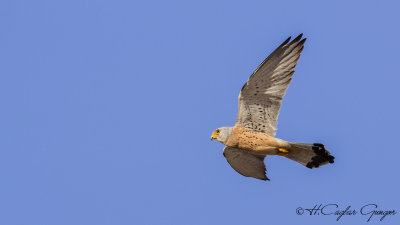 Lesser Kestrel - Falco naumanni - Küçük kerkenez