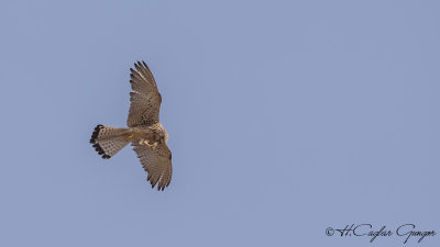 Lesser Kestrel - Falco naumanni - Küçük kerkenez