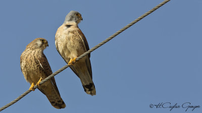 Lesser Kestrel - Falco naumanni - Küçük kerkenez