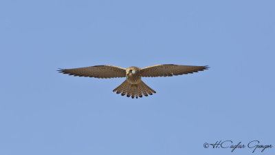 Lesser Kestrel - Falco naumanni - Küçük kerkenez