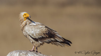 Egyptian Vulture - Neophron percnopterus - Küçük akbaba