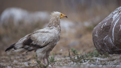Egyptian Vulture - Neophron percnopterus - Küçük akbaba