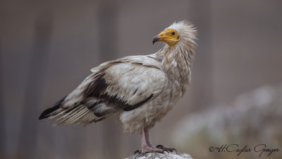 Egyptian Vulture - Neophron percnopterus - Küçük akbaba