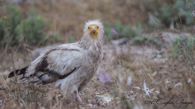 Egyptian Vulture - Neophron percnopterus - Küçük akbaba